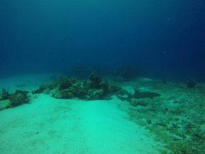 Cozumel Nurse Sharks