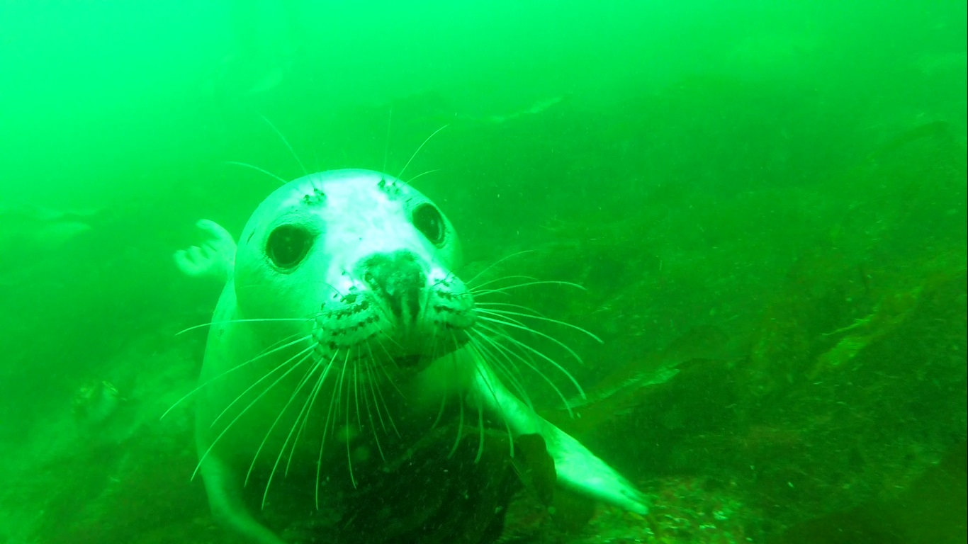 Seal Takeover