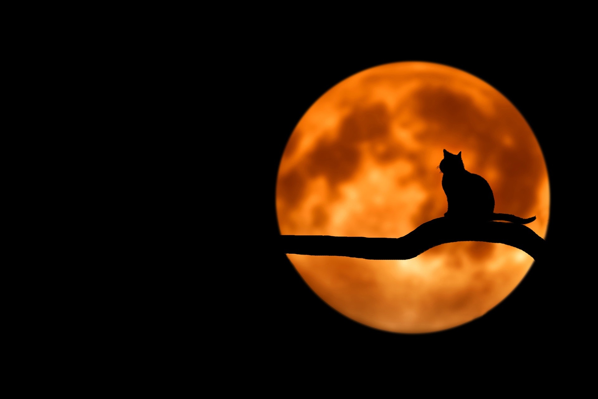 Halloween Cat